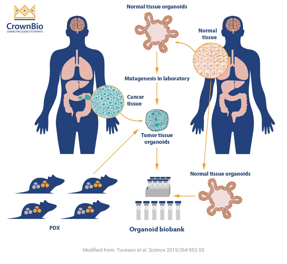 Organoids For Oncology Drug Development CrownBio