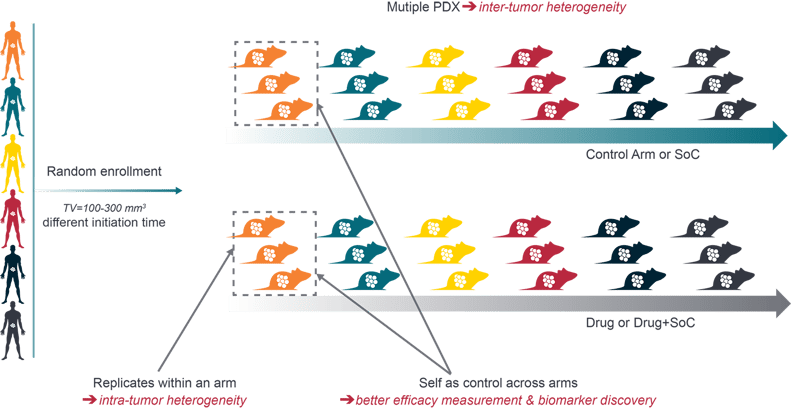 Figure. A representative PDX Mouse Clinical Trial Design