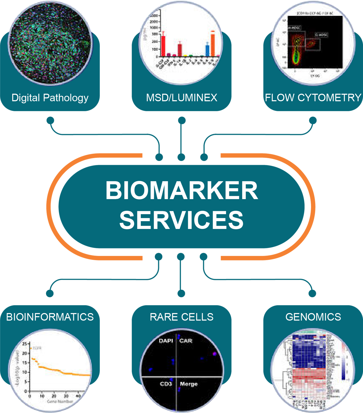 Biomarker Assay Services | Validation, Diagnosis, Testing | CrownBioscience