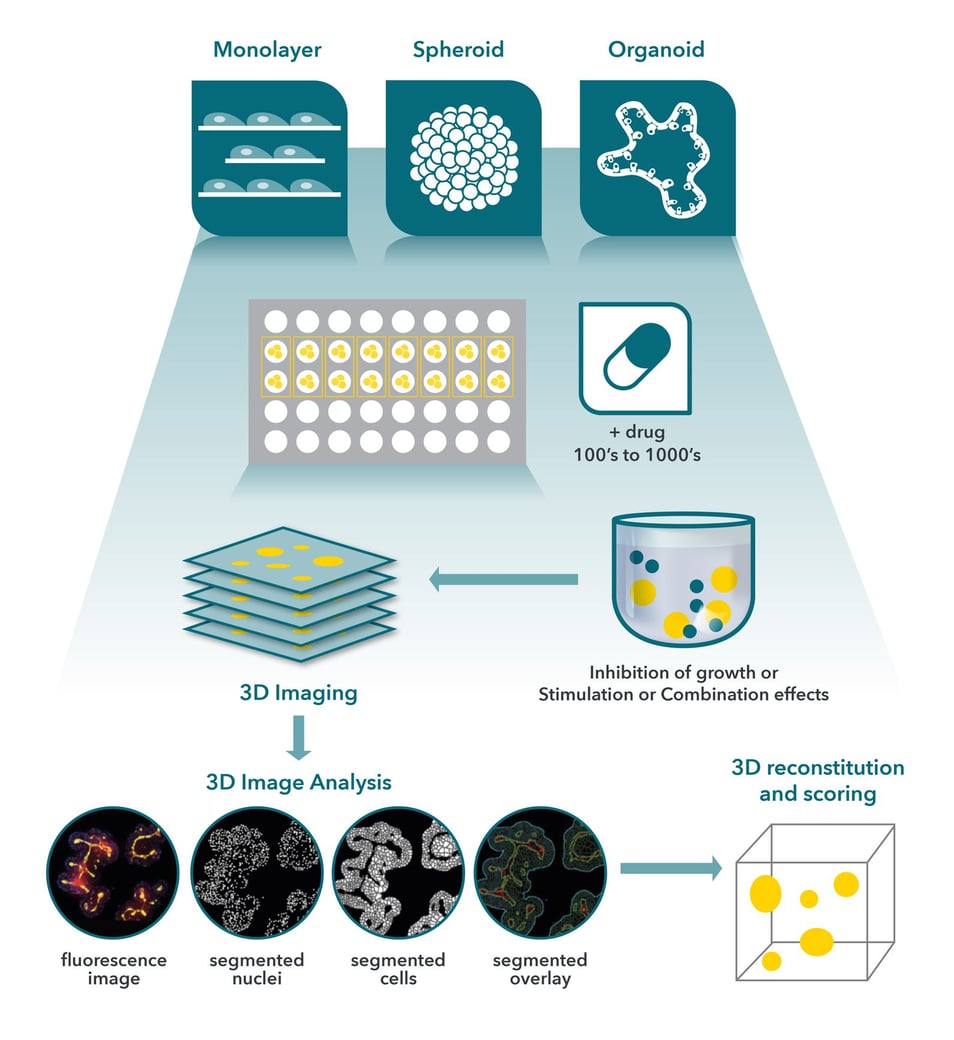 Organoids For Oncology Drug Development Crown Bioscience