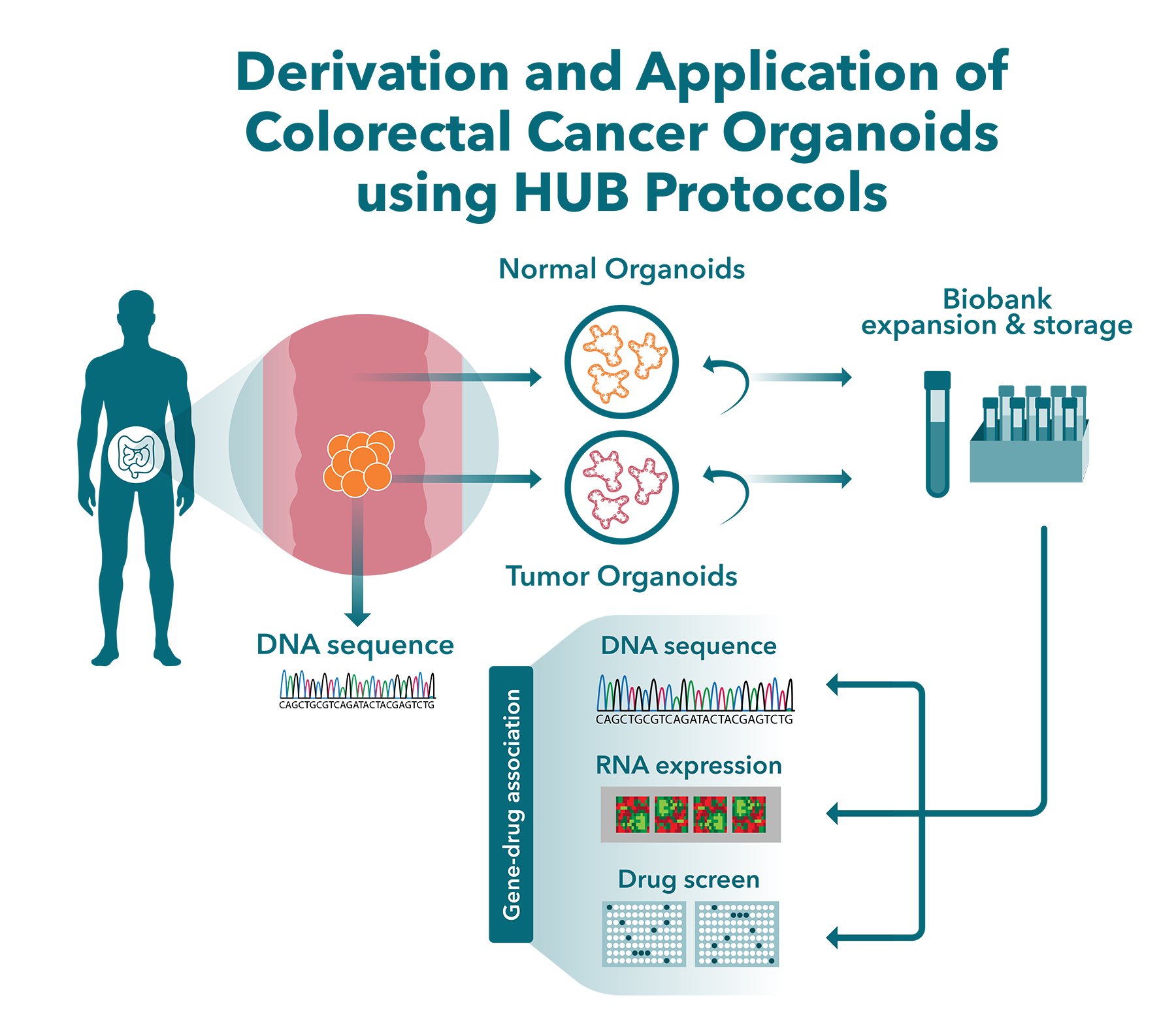 Tumor Organoids and the HUB Protocol Method