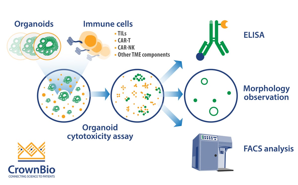 Organoid and Immune Cell Co-Culture - CrownBio