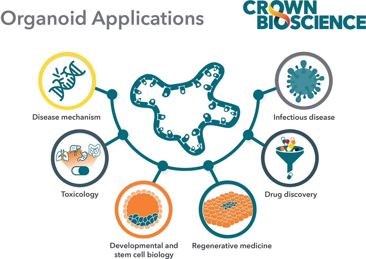 Key Applications of Organoids