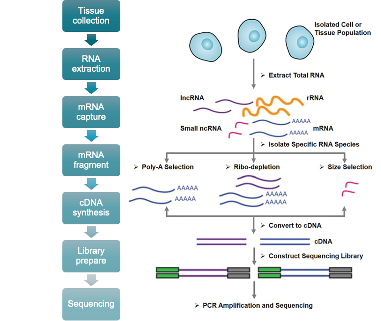 Next Generation Sequencing Analysis R