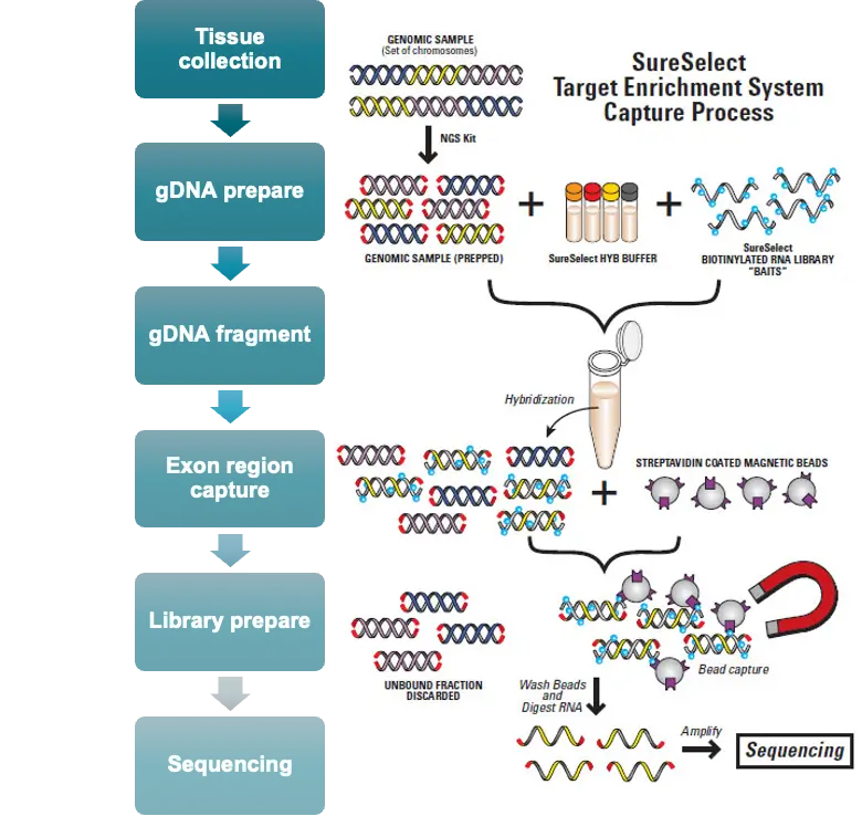 next-generation-sequencing-services-crown-bioscience