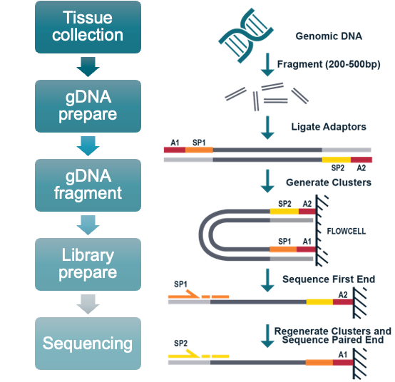 next-generation-sequencing-services-crown-bioscience