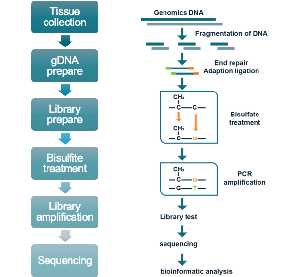 next-generation-sequencing-services-crown-bioscience