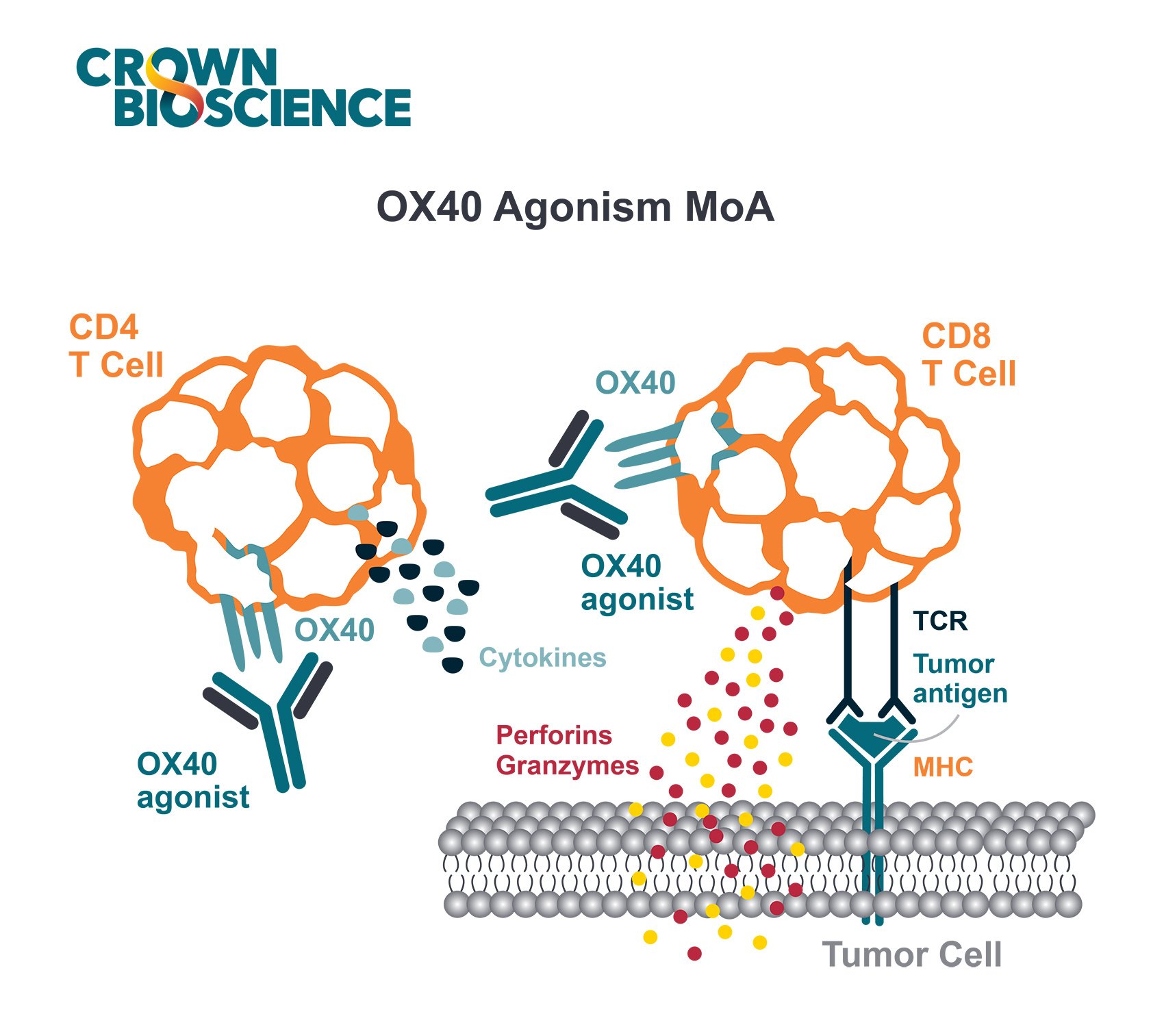 OX40 Agonists: Boosting Cancer Immunotherapy