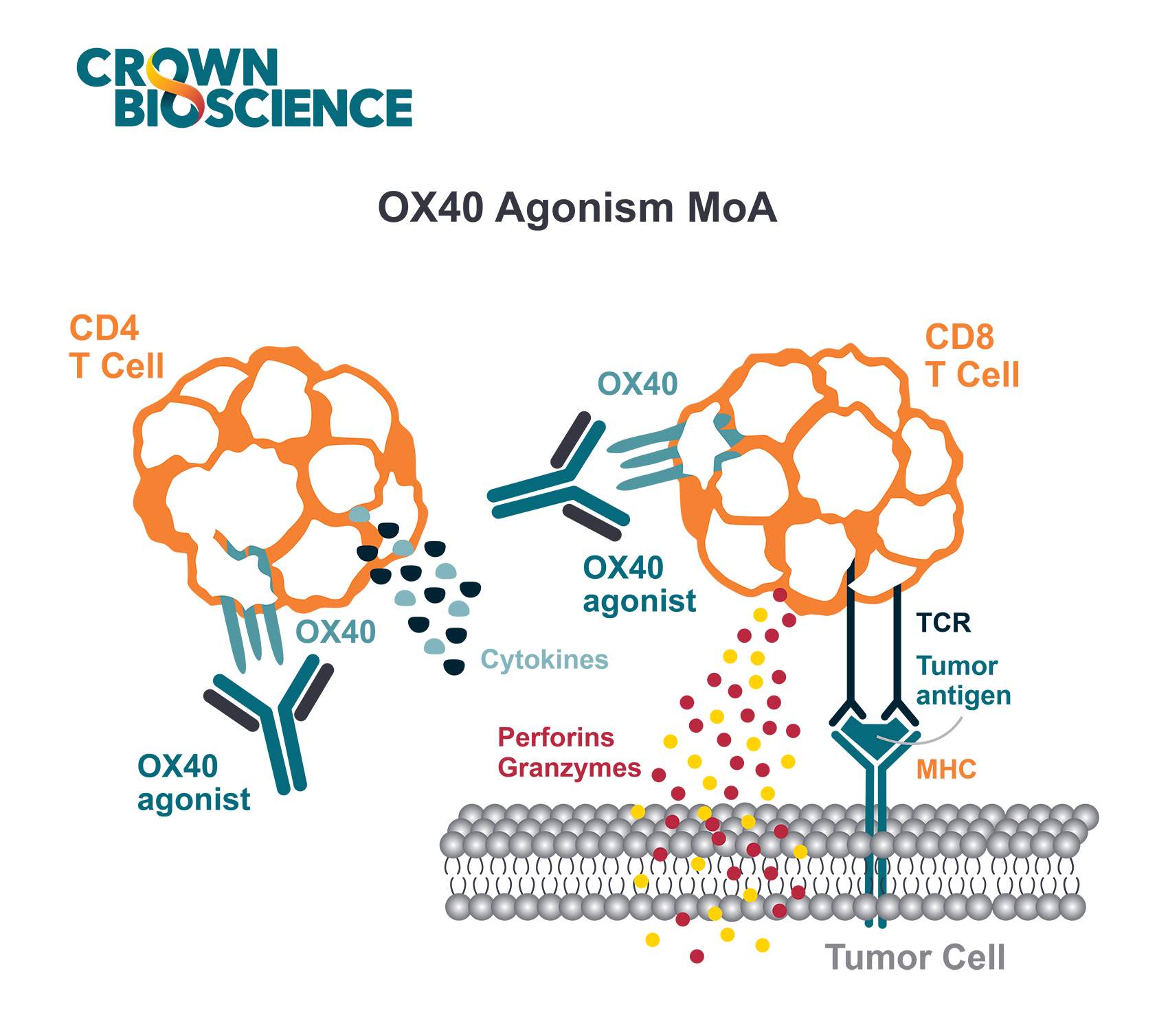 OX40 Agonists: Boosting Cancer Immunotherapy